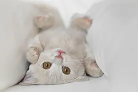 猫咪肚子圆滚滚？这可不是可爱的表现！图片