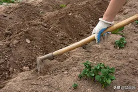中国农田土壤出现的10种病图片