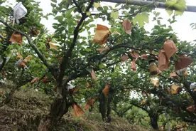超好吃！从小“喝牛奶”长大的梨，原来是在肇庆这个长寿村种出来的......图片