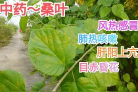 每天一味中药－桑叶图片