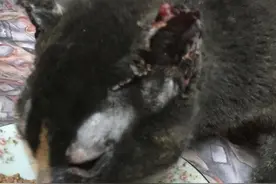 猫妈冲进火场救小猫，全身被烧焦，换来一句“没钱治疗”图片