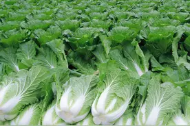 叶菜类蔬菜简介(一) 25种图片