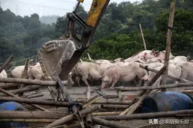 多地开展畜禽养殖禁养区，某些养殖场将被搬迁，你们村实行没有？图片