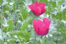 河南警方全省严查罂粟种植，这种花虽好看、但种1棵就违法图片