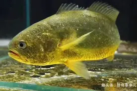 世界上最土豪的动物，体内含24K纯金，捕到一只吃喝不用愁了图片