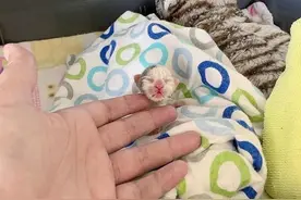 拇指大的奶猫被救助，它是同窝猫咪唯一的幸存者，24天后大变样图片