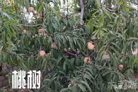 桃树最怕什么，不了解桃树的生长特点，再多的努力也是白费图片