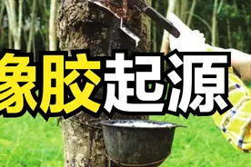 橡胶是如何被发现的？人类是怎么利用起它的？图片