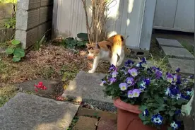 猫咪坚持5年，每天都给网友家送花，真的好有爱图片