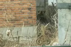 正在直播！废弃民房发现老虎，已有一名居民受伤图片