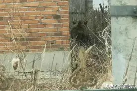 正在直播！废弃民房发现老虎，已有一名居民受伤图片