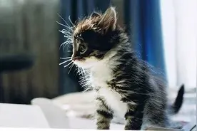 你知道猫咪为什么会炸毛吗？感觉舒服的话，一样也会炸毛的哦图片
