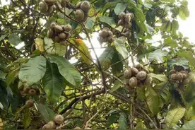 3年一结果，名字让人好奇，过去穷人当充饥粮，如今无人问津图片