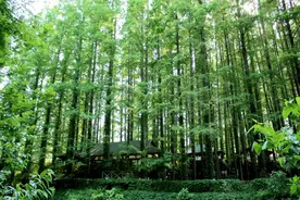 日照市山海天正式接管海滨国家森林公园图片