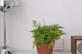 绿萝看腻了？那就养这三种清新小绿植吧，家里养一盆，新颖别致图片