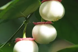 植物世界丨40种奇异的花卉，真是活久见！你可能一种都没见过图片