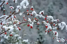 【打卡金川】小雪之后，金川“喜提”初雪图片