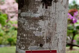 见血封喉，在民间有“七上八下九倒地”之说，啥意思？请看图片