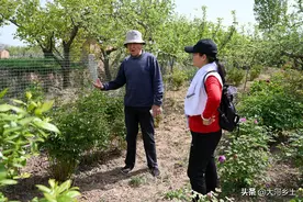 山西7旬大爷不服老，繁育祖传牡丹，包地种“拐杖”，说都是爱好图片