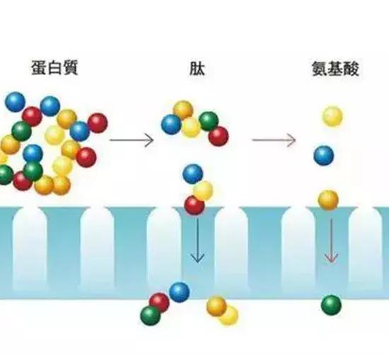 鱼皮胶原蛋白肽粉 2026年鱼皮胶原蛋白肽的作用与功效 鱼皮胶原蛋白肽粉 2026年鱼皮胶原蛋白肽的作用与功效
