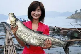 湖北发布《楚菜标准》“丹江口香煎翘嘴鲌”入选图片