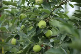 苹果树栽培技术｜红富士苹果产生偏斜果的原因及防治措施图片