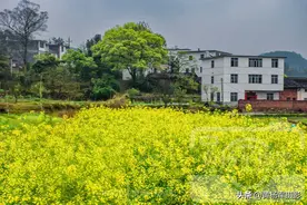 赣州赣县区白涧村，油菜花开满了山间田野，乡村熟悉的景色美如画图片