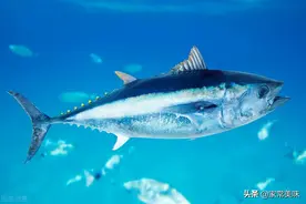 世界四大顶级美食是哪些？你见识过几种？恭喜有一种中国美食上榜图片