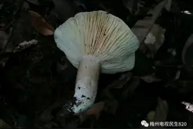 祖孙三人全被毒死，两只猫都不放过图片