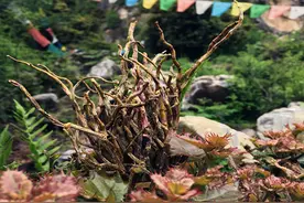 九大仙草是哪几种？老人说：是那雪域之花、深山灵草、海底之珠图片