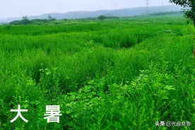 明日大暑，4种“解暑汤”适合暑天吃，顺应节气，传统节日不能忘图片