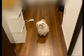 每次主人出门上班时，狗狗都会堵在门口看他，真是一种煎熬呀图片