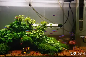 结合我家的草缸实例，浅谈一下草缸藻类的那些事图片
