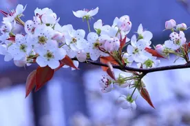 梨疏花就是个技术活，得掌握好要领，这些"章法"你掌握好了吗图片
