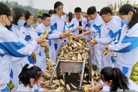 中学生进农场摘棉花掰玉米，网友：小时候每天都干农活图片
