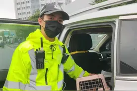 小奶猫被困高架桥 武汉交警携手志愿者暖心救助图片