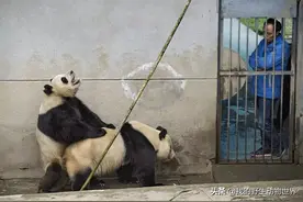 野生大熊猫如何交配？生物老师不讲这些图片