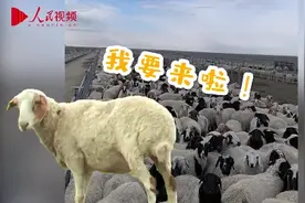 蒙古国捐赠的3万只羊进入隔离区，首批预计10月下旬交付图片