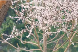 又是一年桃花开，走进春日里的伪满皇宫博物院感受风雨沉浮的时代图片