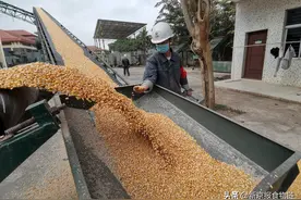 金健米业等多只粮食股今年涨幅超50%，热捧下警惕炒作图片