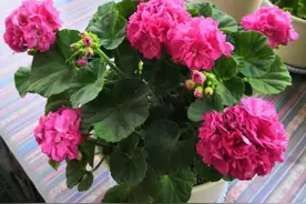 6种公认好养的花卉，开花漂亮又美观，养起来简单图片