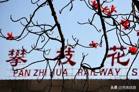 火红的攀枝花图片