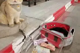 来自猫猫的咆哮乞讨图片