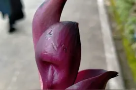 带大家认识常春油麻藤花图片