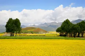 每天喝一支山茶油，促进肠胃吸收小妙招图片