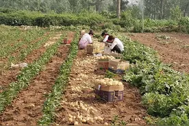 安徽村民土豆套种，收益比传统模式高几倍，看看套的什么图片