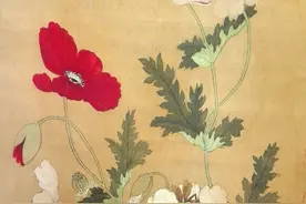 舞袖迎风虞美人图片