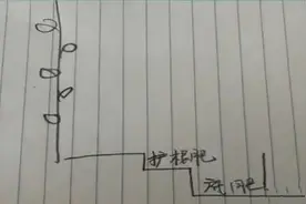 葡萄弱树调理图片