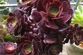 多肉黑法师“睡醒了”，做好4个养护细节，植株长得旺，色泽黑亮图片