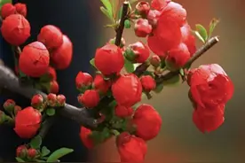 “昨夜雨疏风骤……却道海棠依旧”，饱含离愁别绪的——海棠花图片